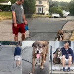 The Incredible Ways Dogs Find Their Way Home