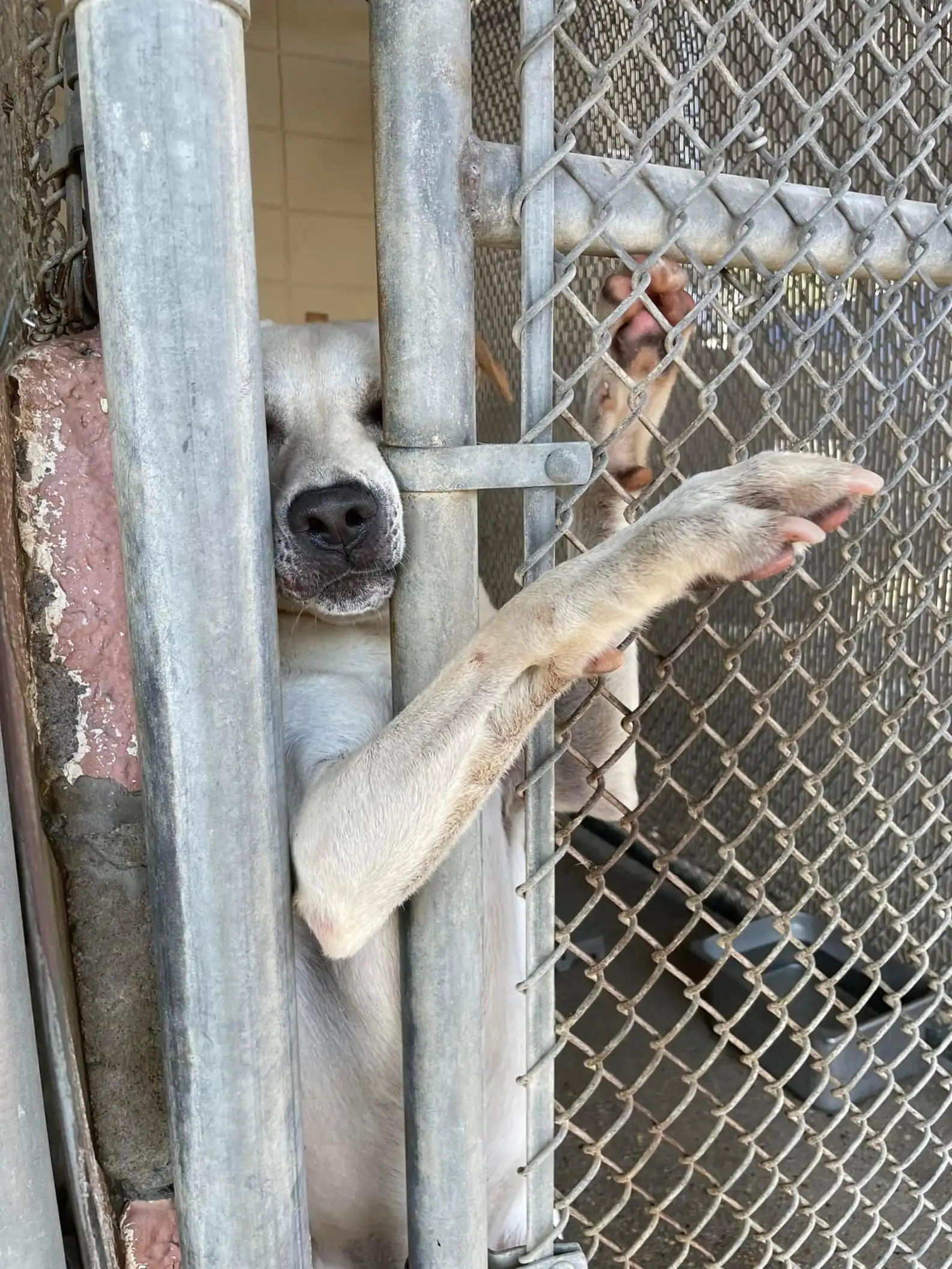 Dog Reaches Paw Out To Anyone Passing Shelter Kennel Hoping To Be Noticed