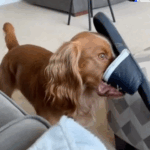 Sneaky’ Dog Chewing On Shoe Suddenly Realizes His Mom Is Watching
