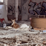 Pup Can’t Understand Why He’s Always The Only One Left At Adoption Events