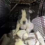 Rescuers Peer Through Camera Into Dark Drain and Discover a Frightened Pup Shivering for Hope