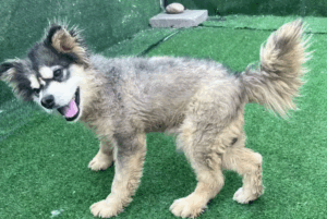 👉 After a Lifetime in a Cage, This Dog Still Doesn’t Realize He’s a Little Different